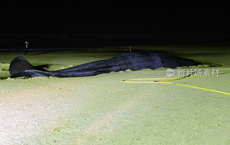 葡萄牙阿尔马达，Fonte da Telha，夜间搁浅的抹香鲸